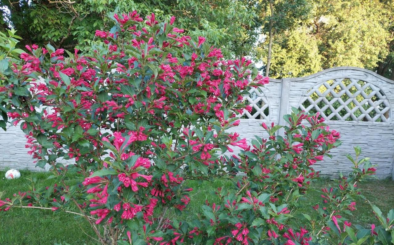 Magnolia Gospodarstwo Agroturystyczne 카지미에르즈 돌니 외부 사진